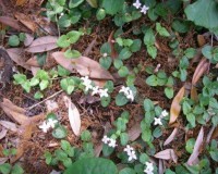 mitchella repens 4-11bloom.jpg